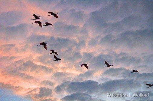 Flock Of Roseate Spoonbills In Flight_26855.jpg - Flying toward the rising sun, photographed along the Texas Gulf Coast near Port Lavaca, Texas, USA.
